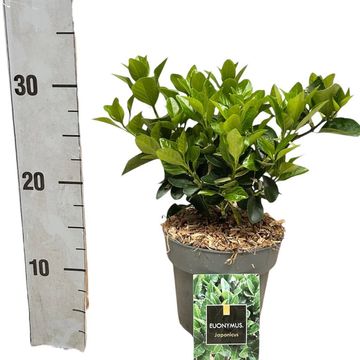 Euonymus japonicus