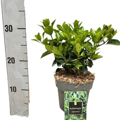 Euonymus japonicus