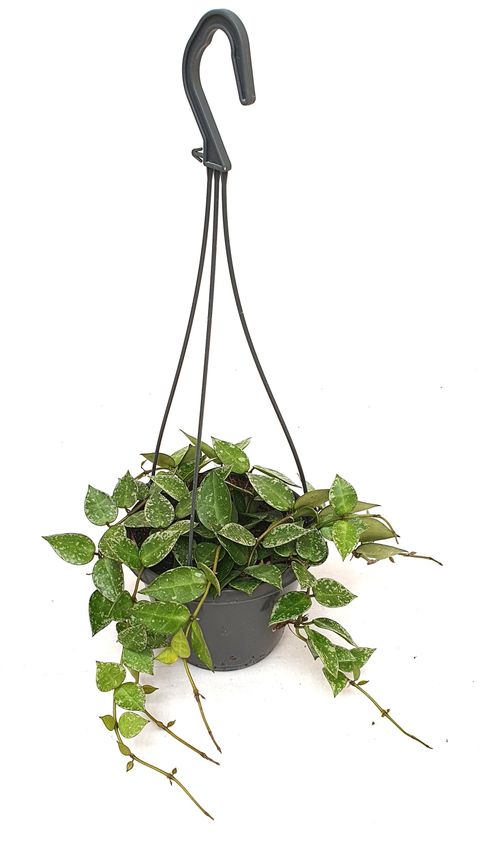 Hoya krohniana 'Splash'