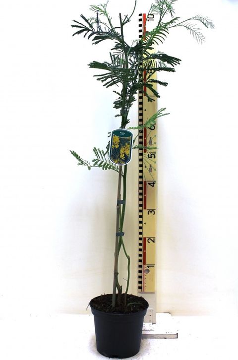 Acacia dealbata