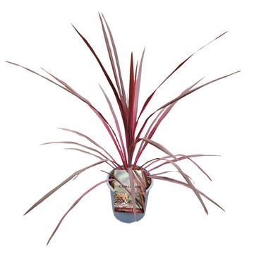 Cordyline australis CHARLIE BOY