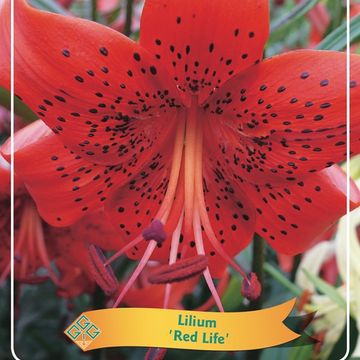 Lilium 'Red Life'