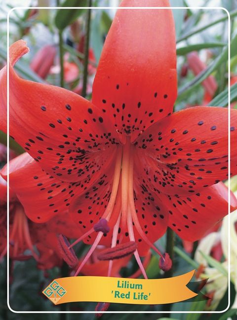 Lilium 'Red Life'