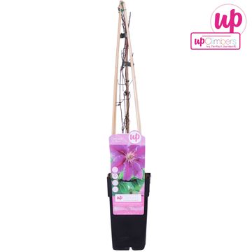 Clematis 'Dr Ruppel' (EL)