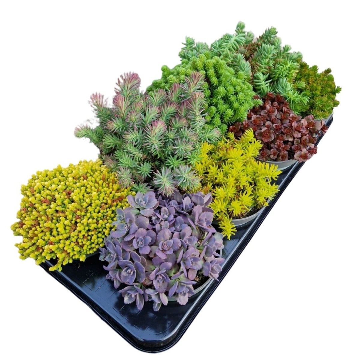 Sedum MIX — Plant Wholesale FlorAccess