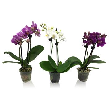 Phalaenopsis MIX