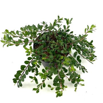 Arctostaphylos uva-ursi