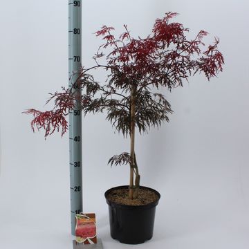 Acer palmatum 'Гарнет'