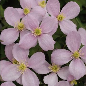 Clematis montana rubens (M)