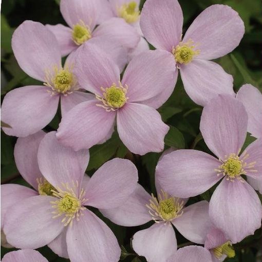 Clematis montana рубенс (M)