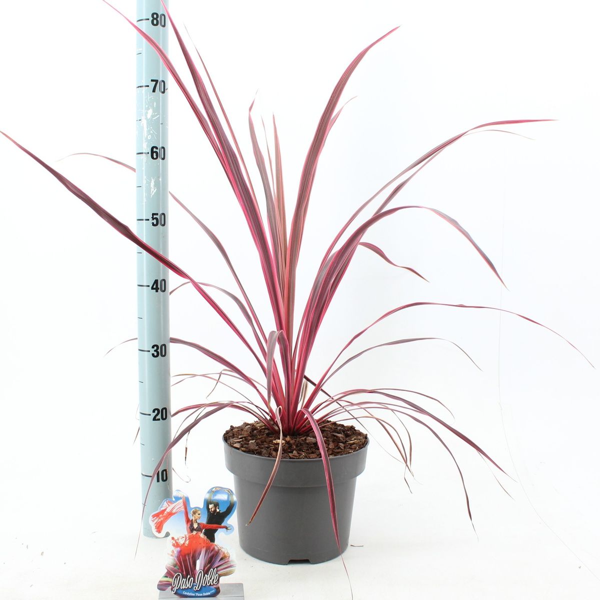 Cordyline 'Paso Doble' — Pflanzengroßhandel FlorAccess