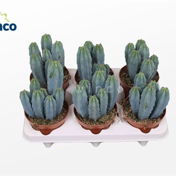 Myrtillocactus geometrizans