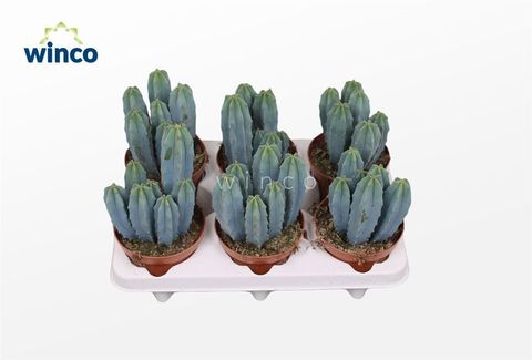 Myrtillocactus geometrizans