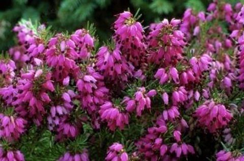 Erica carnea 'Cornelia'