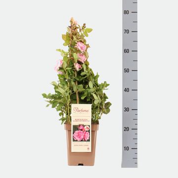 Rosa ROSENGRÄFIN MARIE HENRIETTE