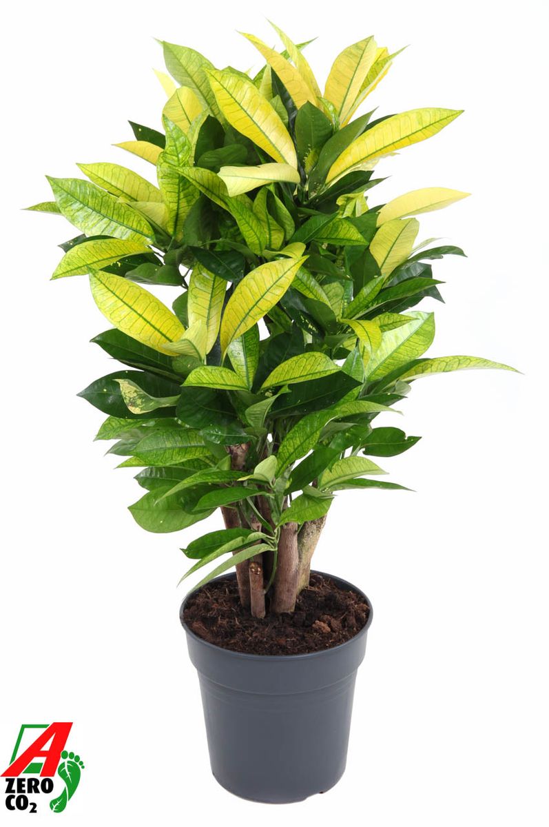 Codiaeum variegatum 'Brasilia' — Plant Wholesale FlorAccess