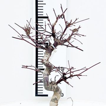 Acer palmatum 'Deshôjô'