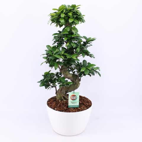 Ficus microcarpa 'Ginseng'