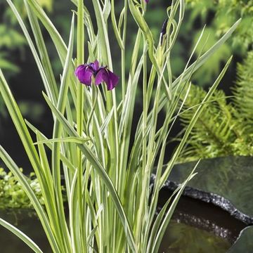 Iris ensata 'Variegata'