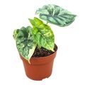 Alocasia 'Dragon Scale Variegata'
