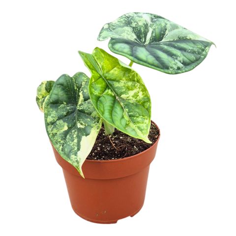 Alocasia 'Dragon Scale Variegata'