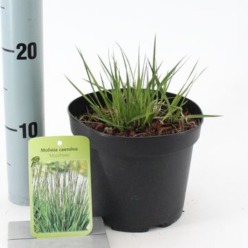 Molinia caerulea 'Moorhexe'