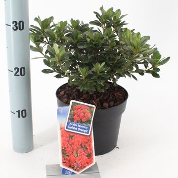 Rhododendron GEISHA ORANGE (AJ)