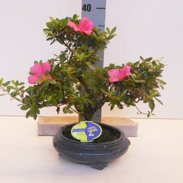 Rhododendron indicum