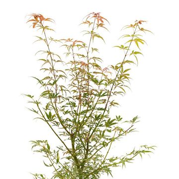 Acer palmatum 'Jerre Schwartz'