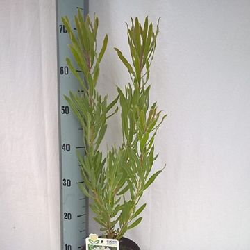 Protea neriifolia 'Limelight'