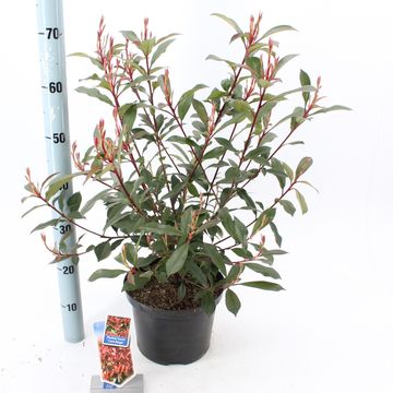 Photinia x fraseri CARRÉ ROUGE