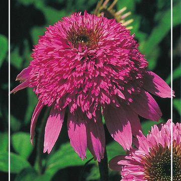 Echinacea 'Summer Candy'