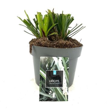 Liriope muscari 'Monroe White'