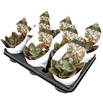 Echeveria nodulosa 'Maruba Beni-tsukasa'