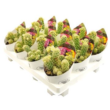 Mammillaria elongata 'Lemon'