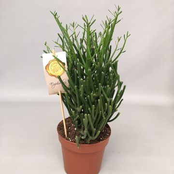 Euphorbia Tirucalli - Plante-Crayon - Plantes Grasses Vertes Naturelles D' Intérieur - H 30-40 Cm Pot De Ø 12Cm[u5294] - Cdiscount Jardin