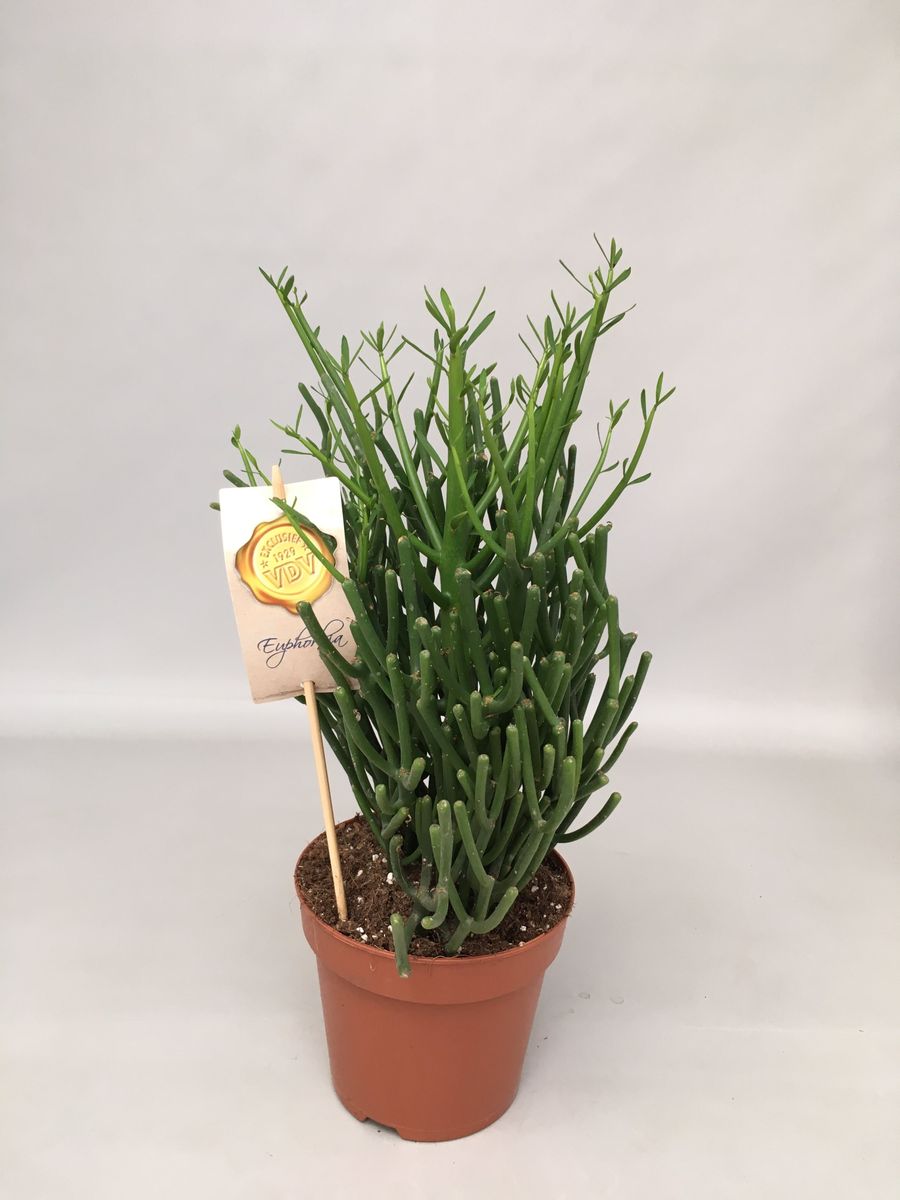 Euphorbia tirucalli — Pflanzengroßhandel FlorAccess