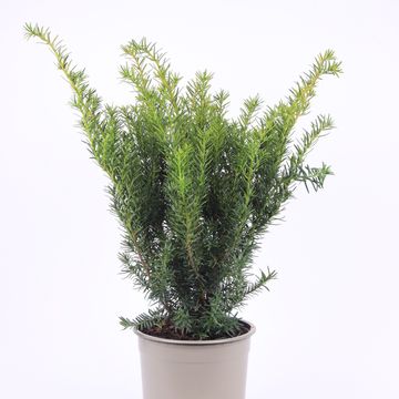 Taxus x media 'Densiformis'