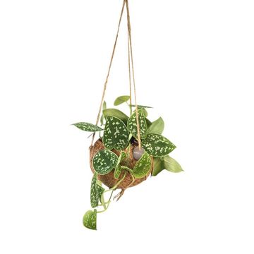 Scindapsus pictus 'Silvery Ann'
