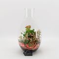 Arrangement Basic Fundamentals Terrarium