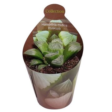 Haworthia mutica 'Byakuya'