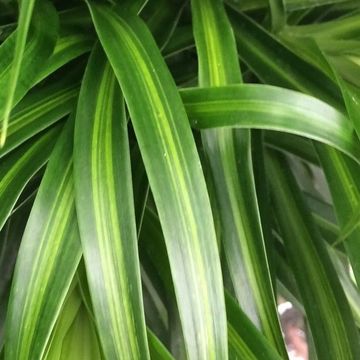 Dracaena reflexa 'Anita Variegata'