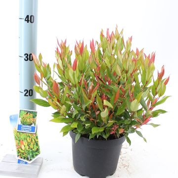 Leucothoe 'Little Flames'