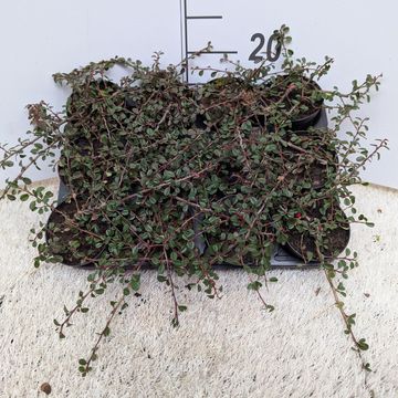 Cotoneaster procumbens 'Streib's Findling'