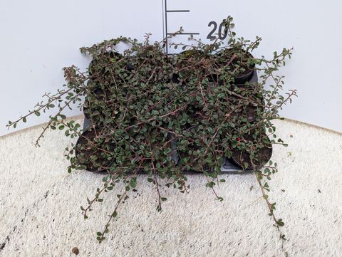 Cotoneaster procumbens 'Streib's Findling'