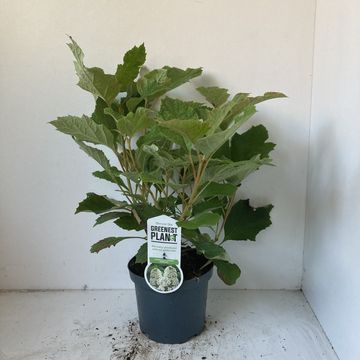 Hydrangea quercifolia SNOWFLAKE