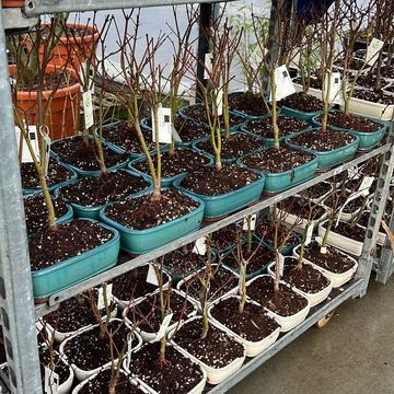 Acer palmatum 'Atropurpureum'
