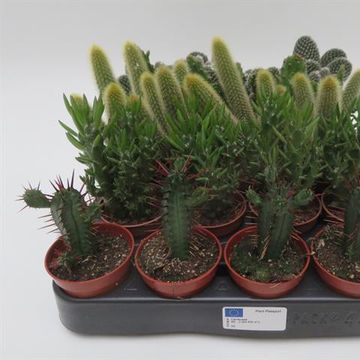 Cactus MIX