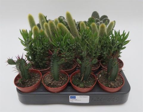 Cactus MIX