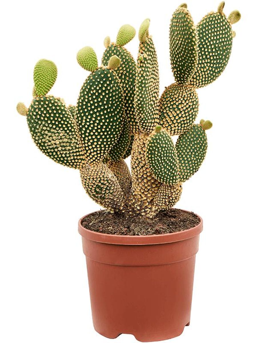 Opuntia microdasys — Plant Wholesale FlorAccess